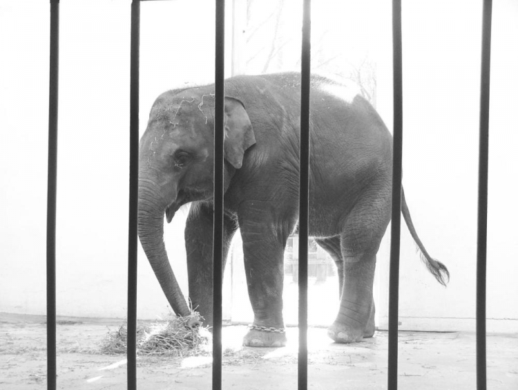 Elefant bakom galler