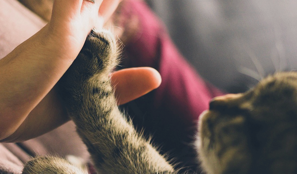 Hand mot en katt-tass