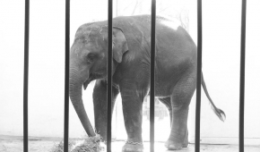 Elefant bakom galler