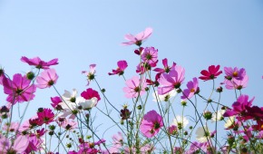 Blommor mot himlen